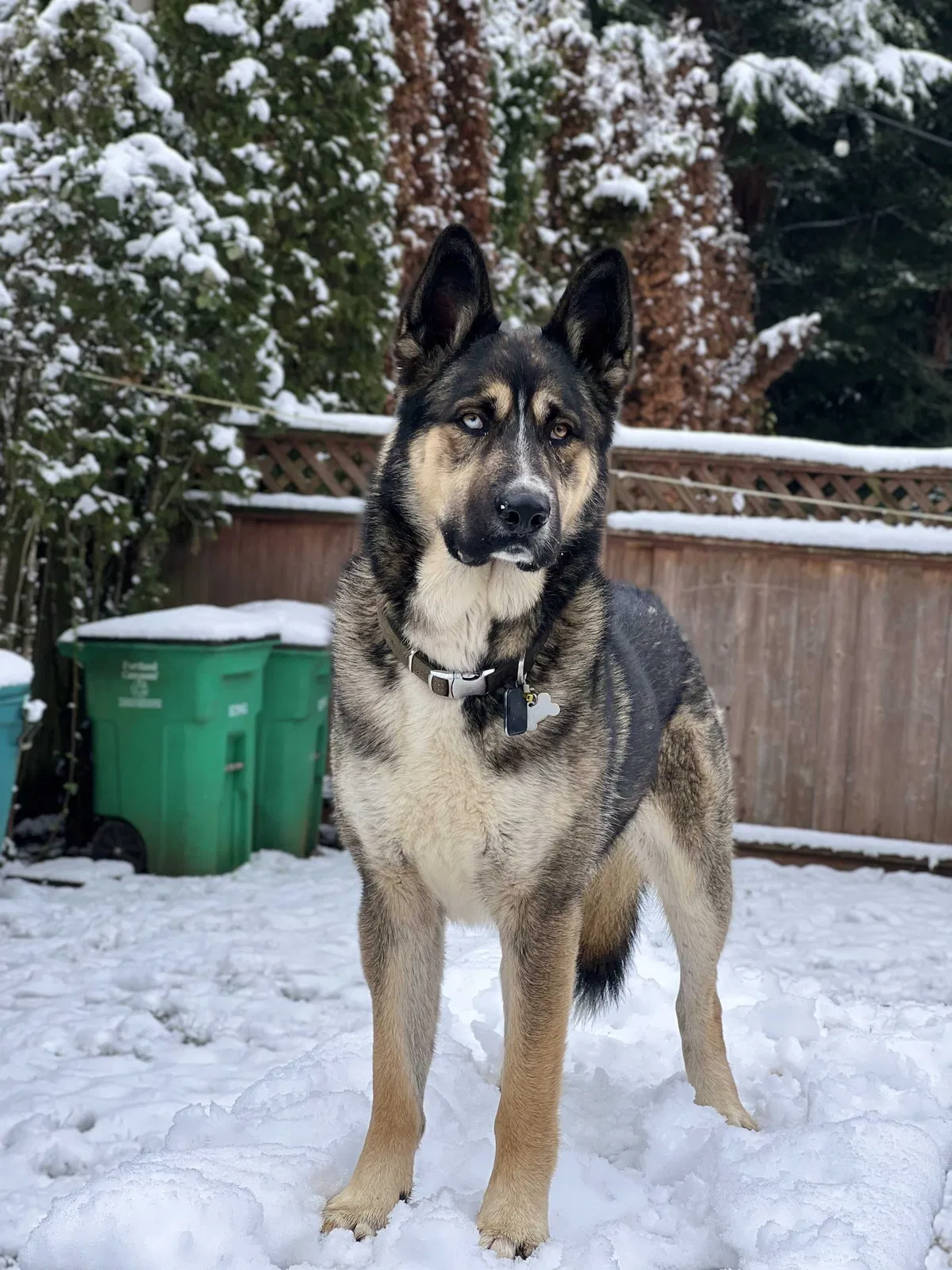 Lost dog in Portland, OR, 97266