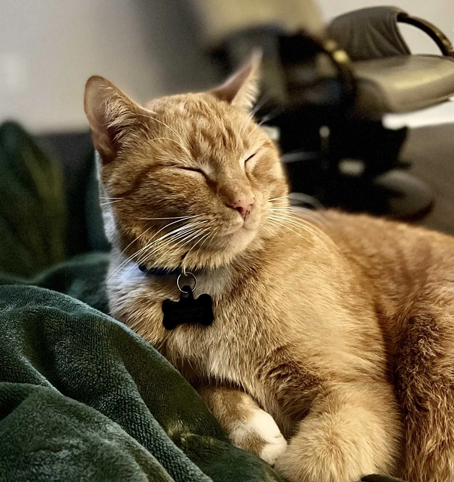 Lost cat in Mooresville, NC, 28115