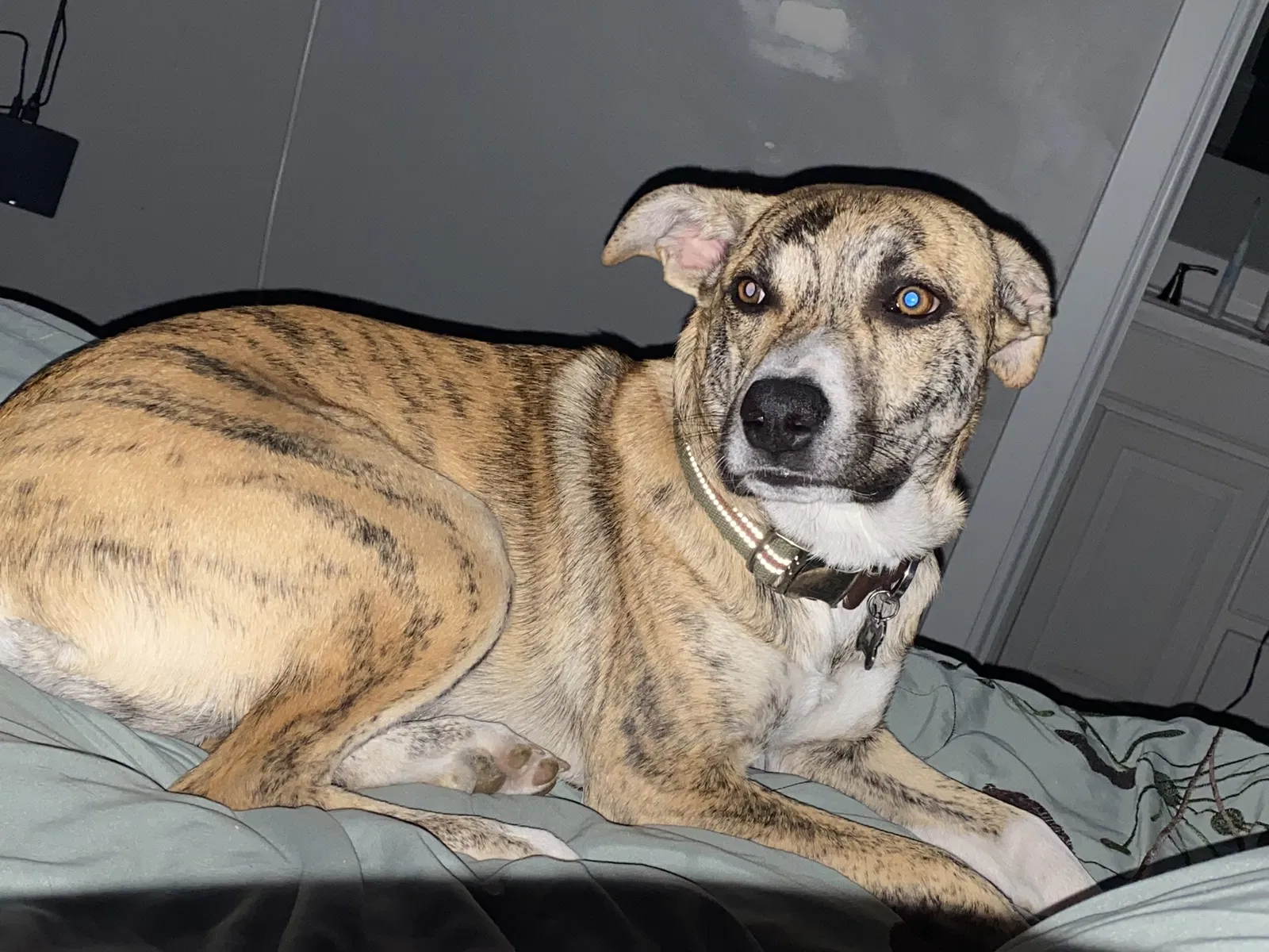 Lost dog in Clearfield, UT, 84015