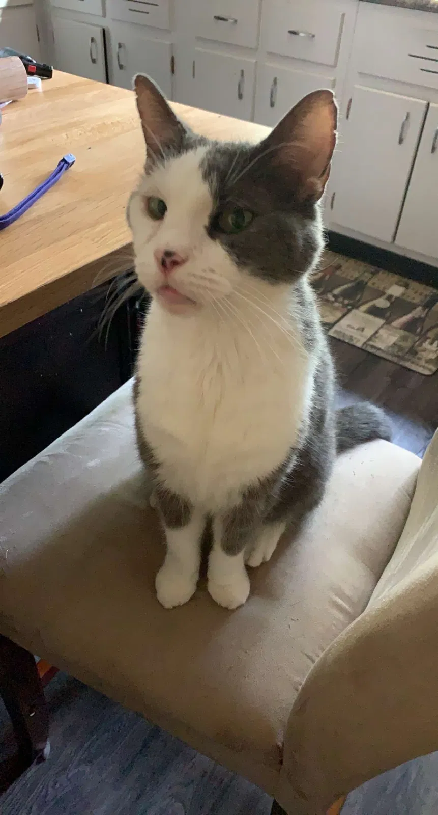 Lost cat in Cincinnati, OH, 45224
