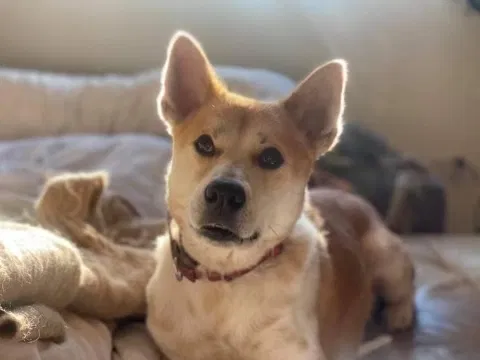 Lost dog in Venice, CA, 90291