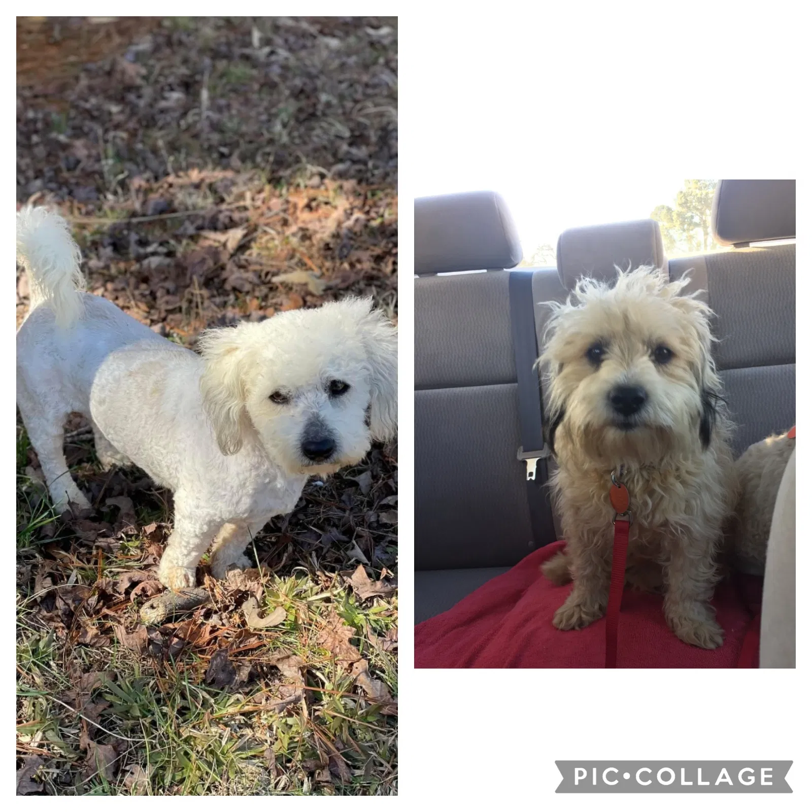 Found dog in Summerville, GA, 30747