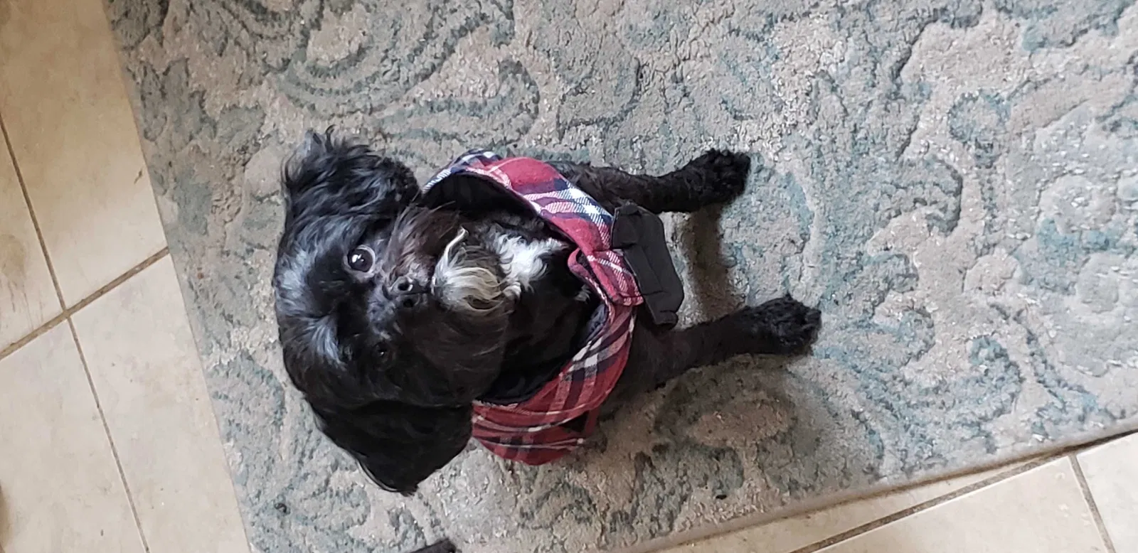 Lost dog in Daytona Beach, FL, 32117