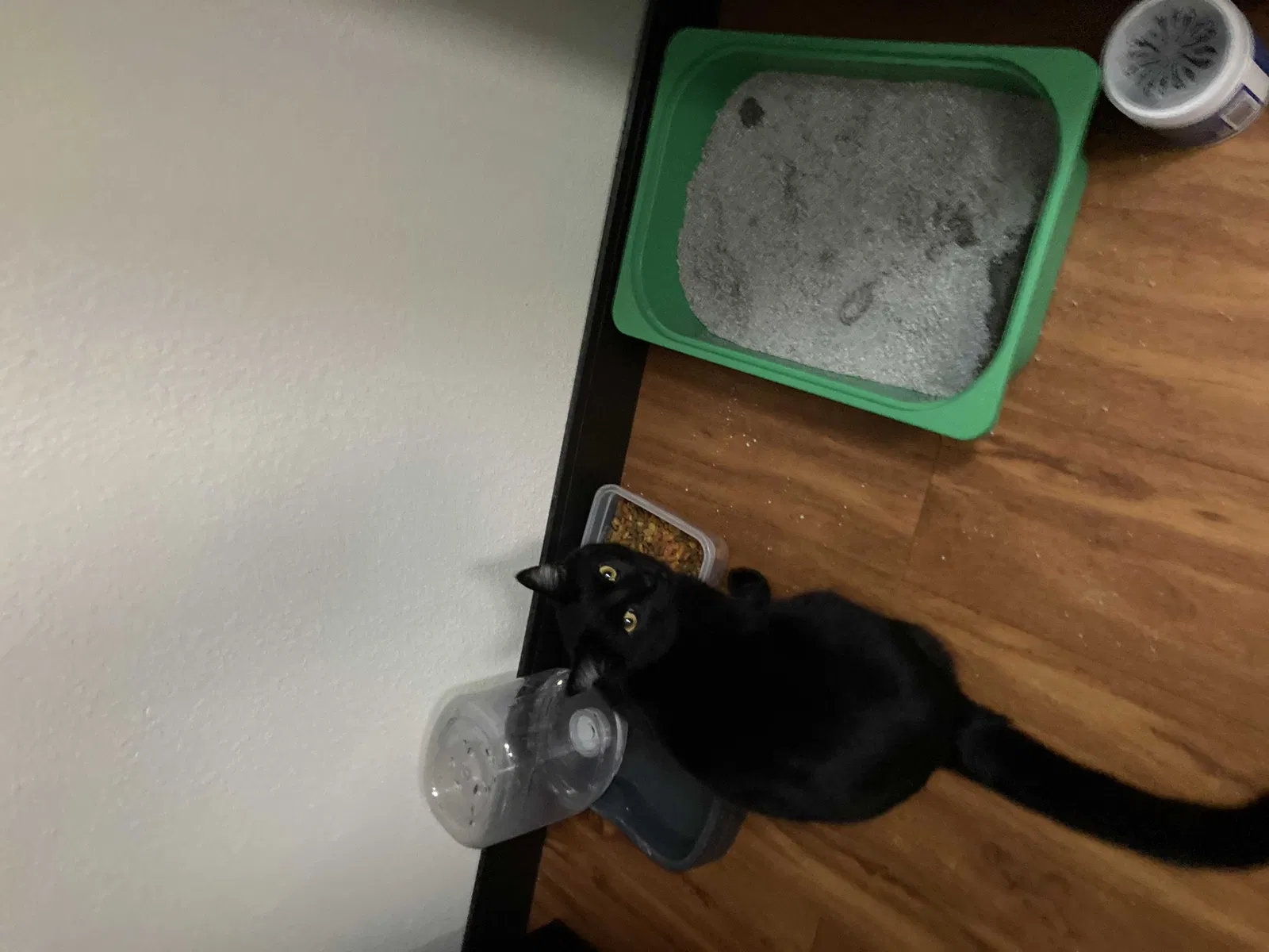 Lost cat in Brownsburg, IN, 46112