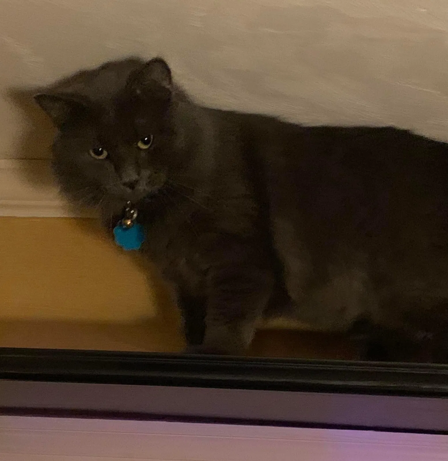Lost cat in Tallahassee, FL, 32309