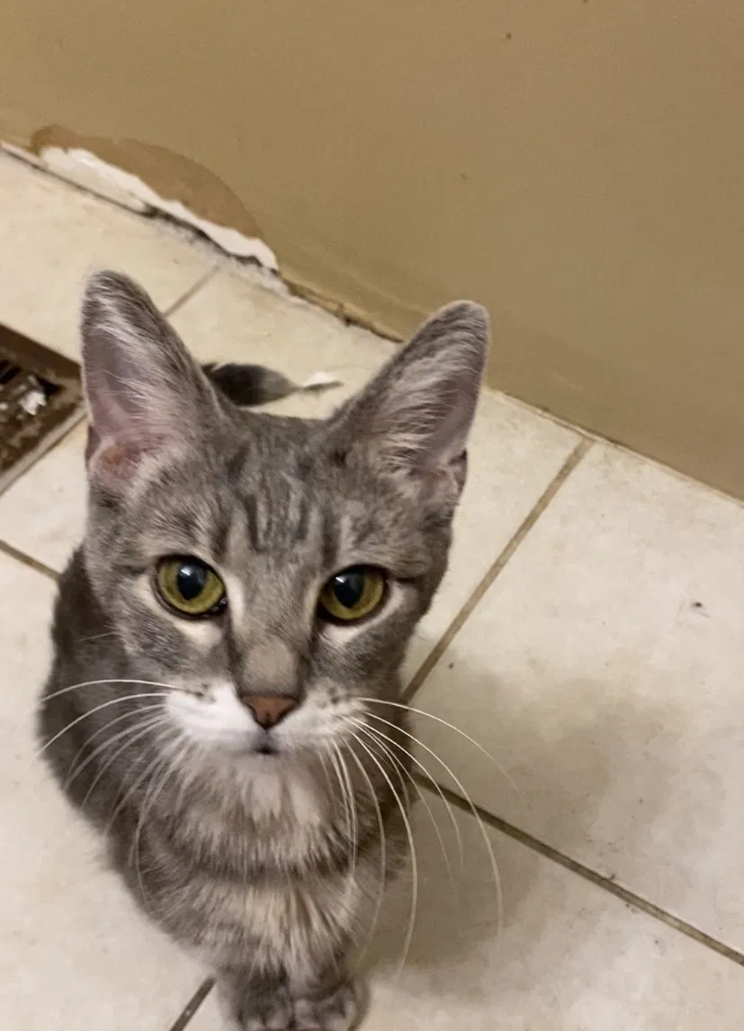Lost cat in Carpentersville, IL, 60110