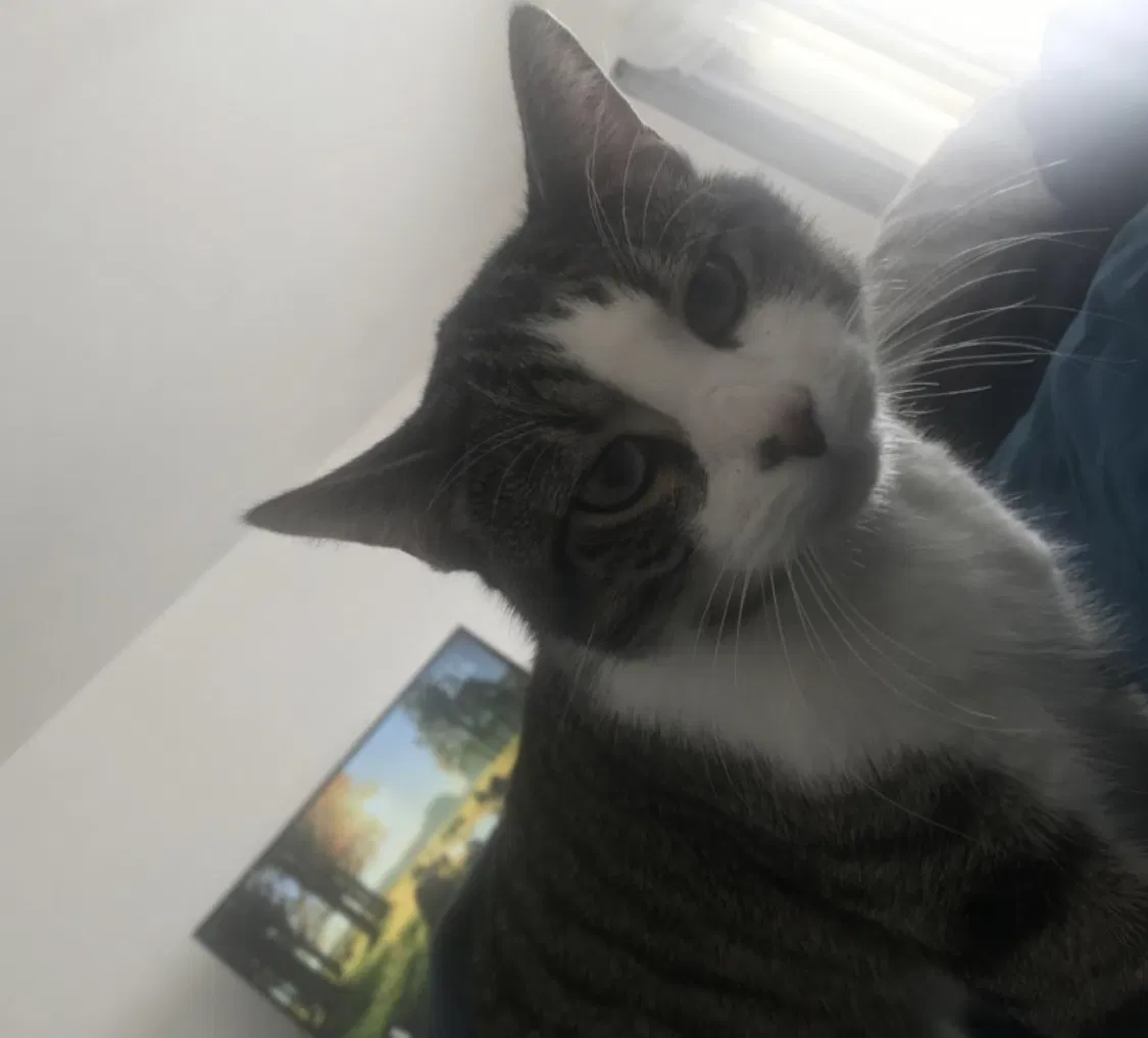 Lost cat in San Diego, CA, 92105