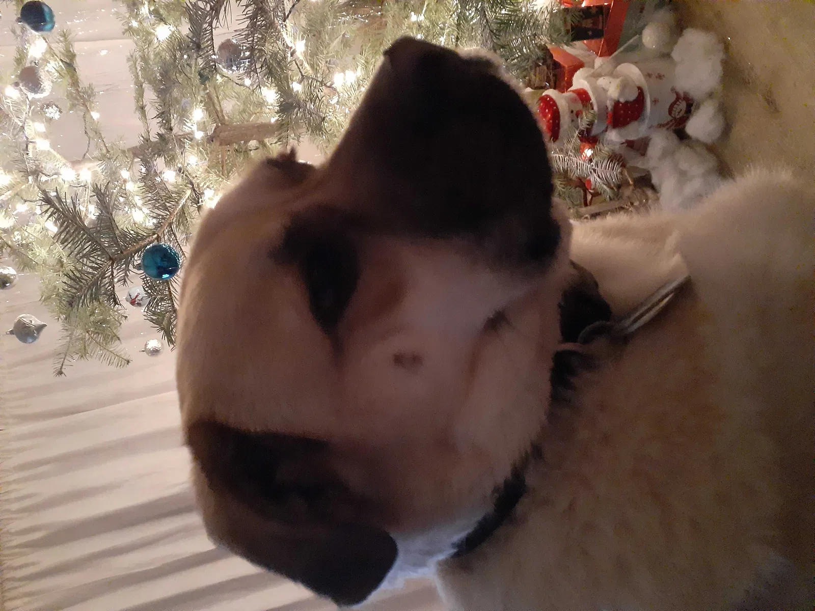 Lost dog in Unknown, OR, 9