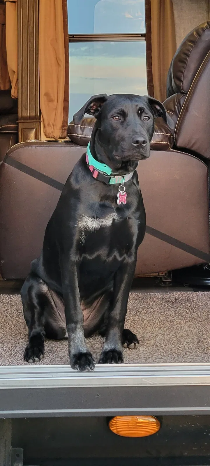 Lost dog in Indian Trail, NC, 28079