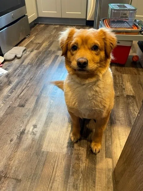 Lost dog in Dallas, TX, 75228