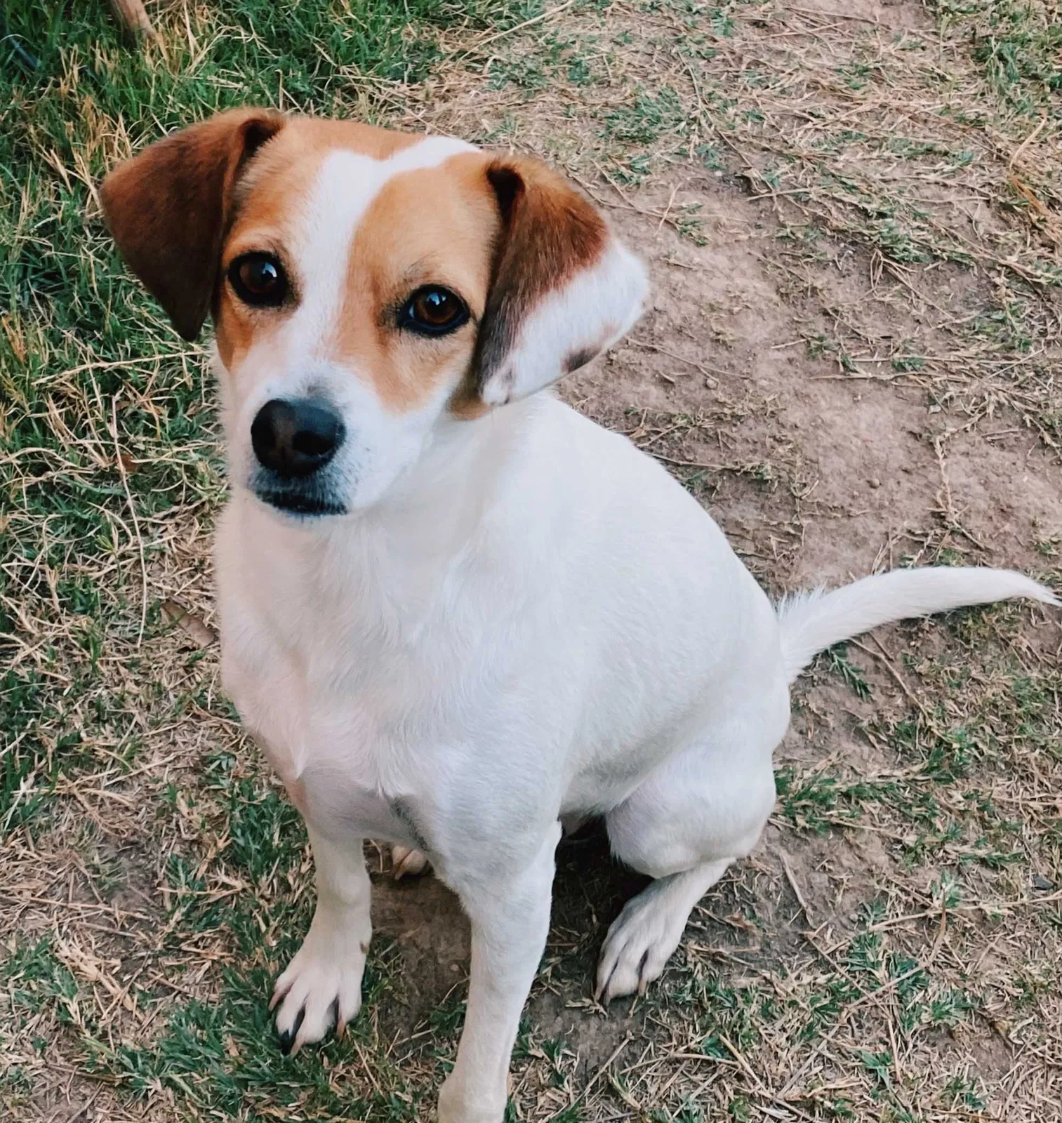 Lost dog in Cibolo, TX, 78108