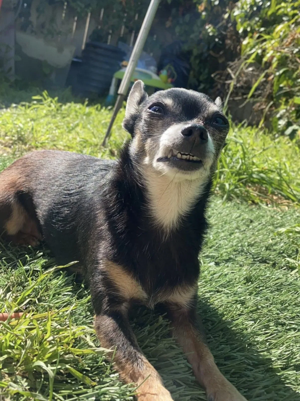 Lost dog in Richmond, CA, 94801