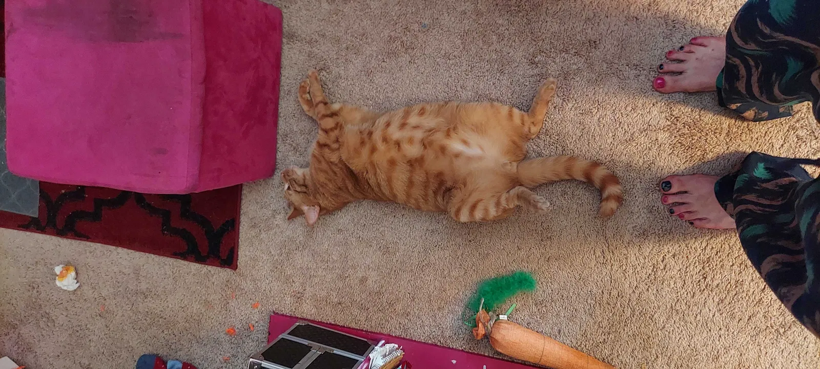 Lost cat in Denton, TX, 76207