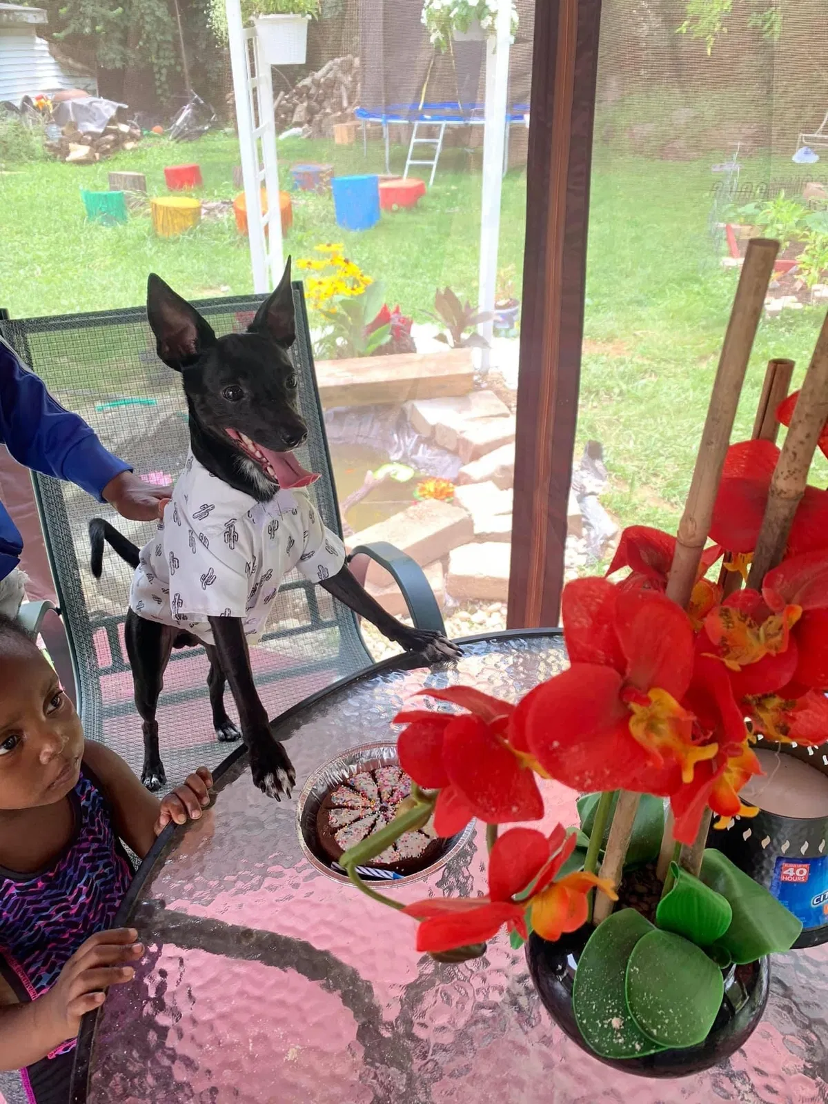 Lost dog in Cincinnati, OH, 45238