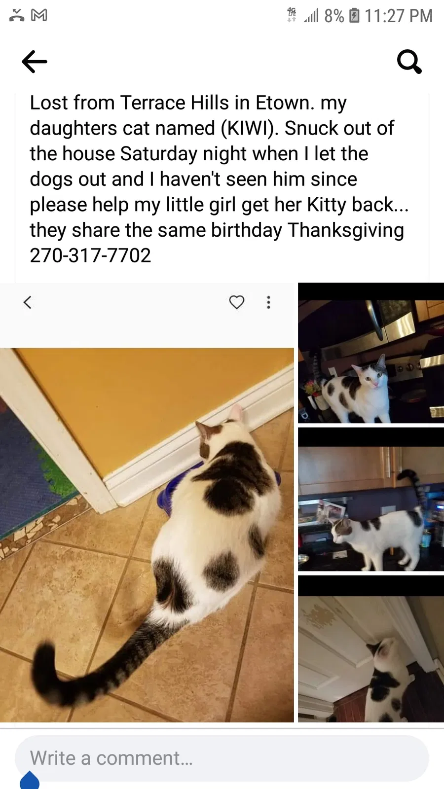Lost cat in Elizabethtown, KY, 42701
