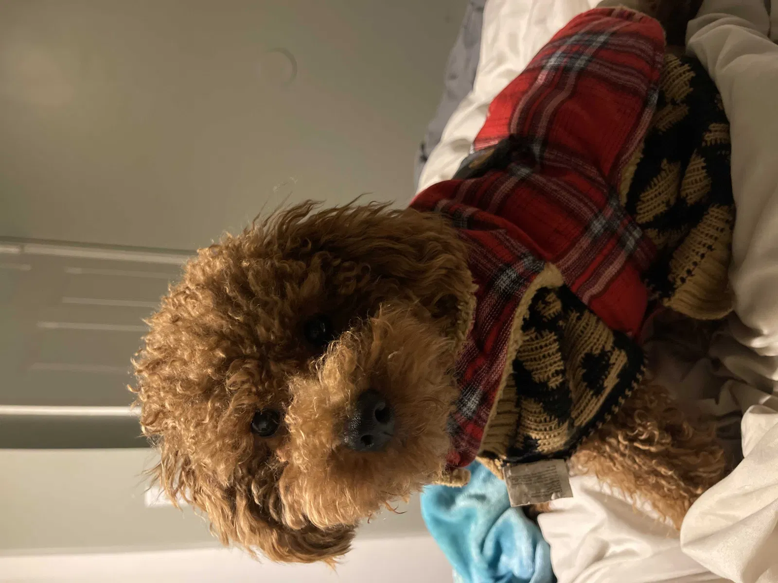 Lost dog in Seattle, WA, 98188