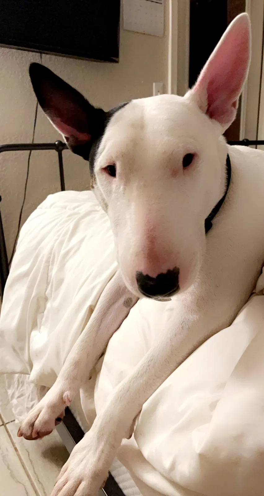 Lost dog in El Paso, TX, 79924