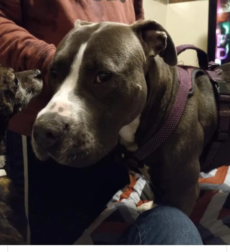 Lost dog in Kennard, IN, 47351