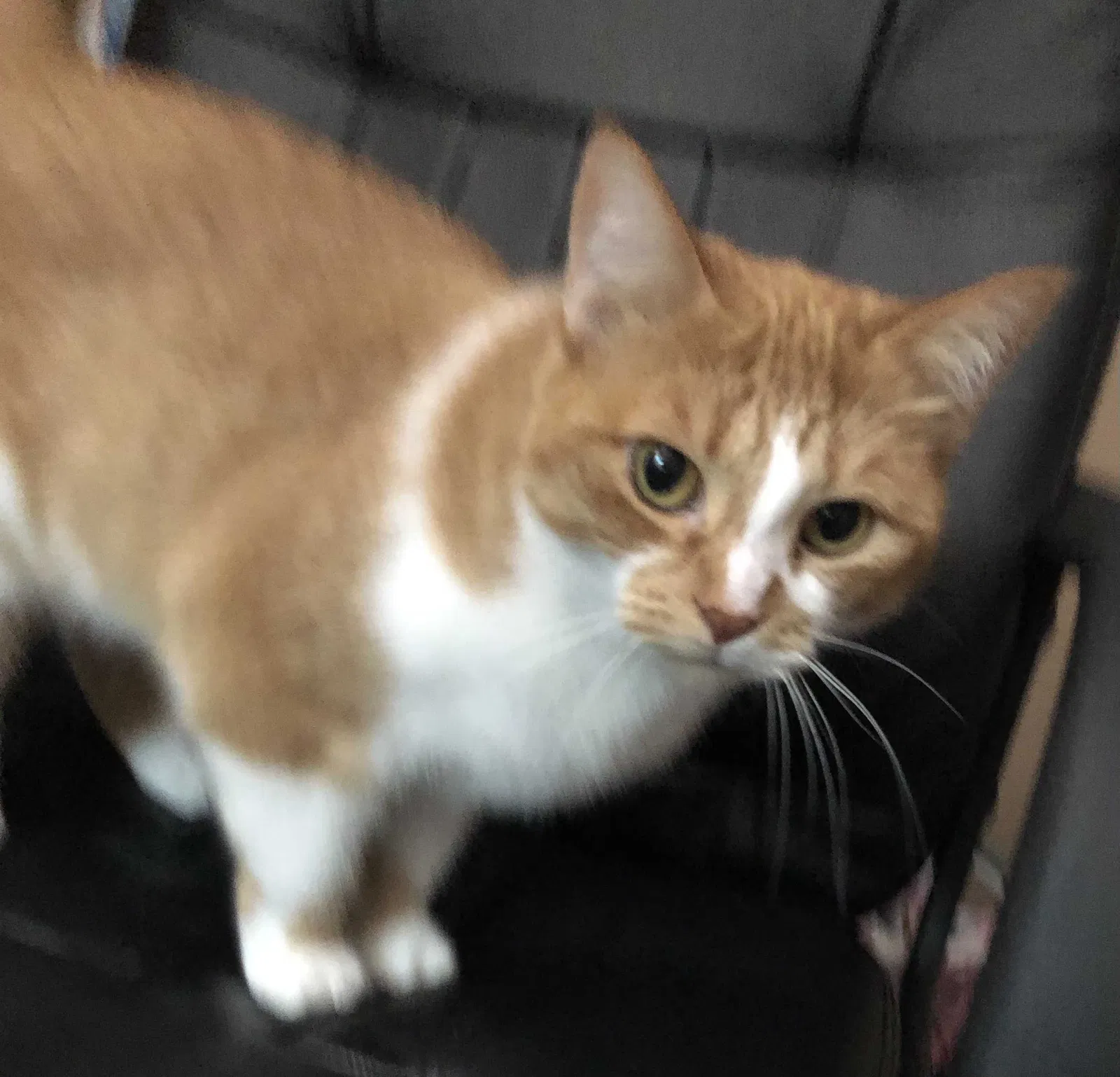 Lost cat in Fairborn, OH, 45324