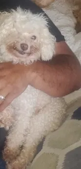Lost dog in Corpus Christi, TX, 78408