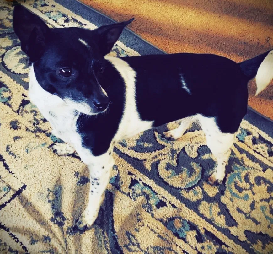 Lost dog in Dorchester Center, MA, 2124