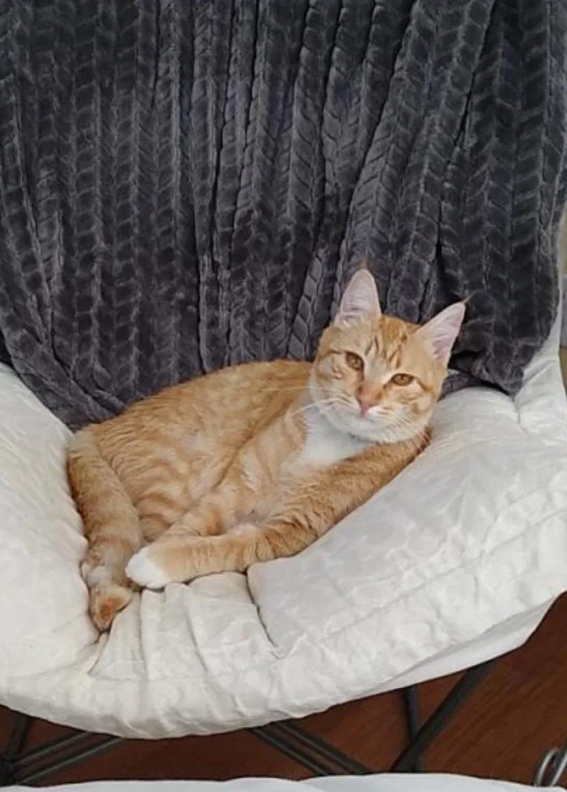 Lost cat in Orting, WA, 98360
