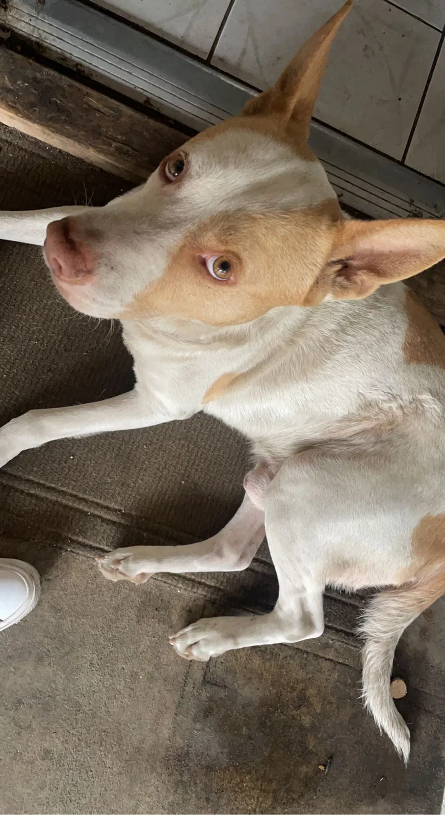 Lost dog in Santa Ana, CA, 92704