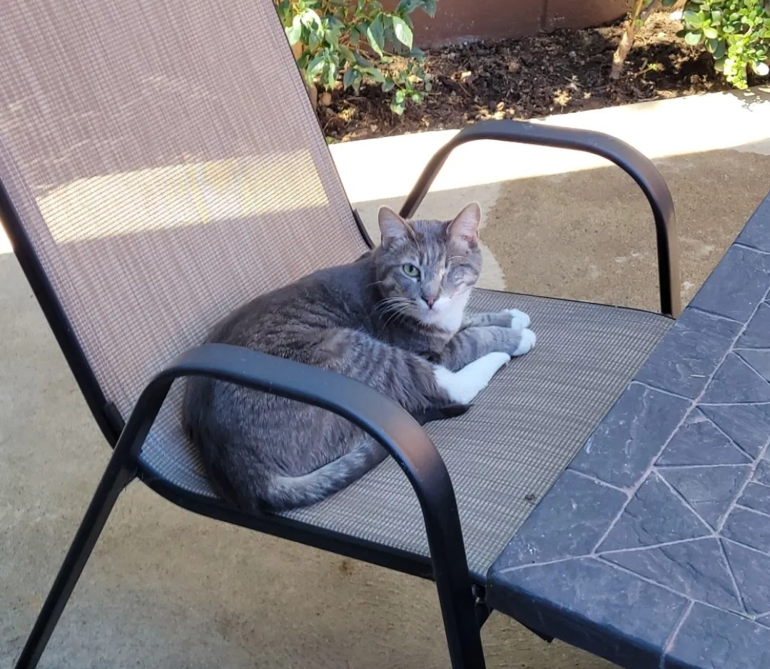 Lost cat in San Pedro, CA, 90732