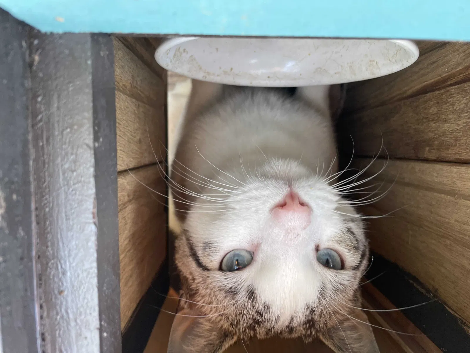 Lost cat in Murfreesboro, TN, 37128