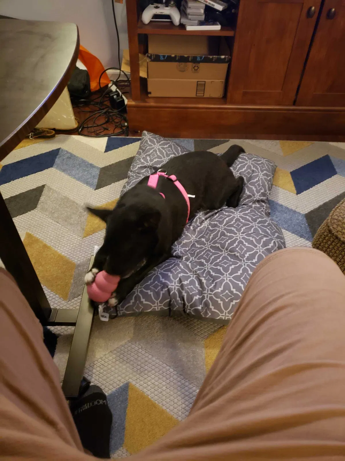Lost dog in Simpsonville, SC, 29681