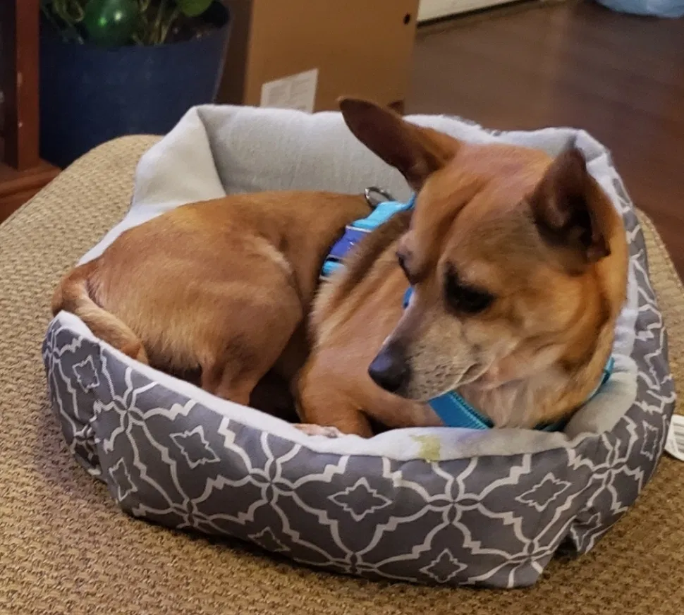 Lost dog in Simpsonville, SC, 29681