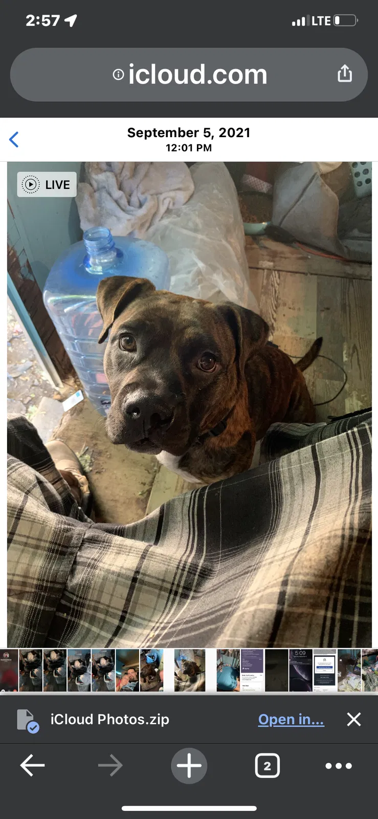 Lost dog in Stockton, CA, 95215