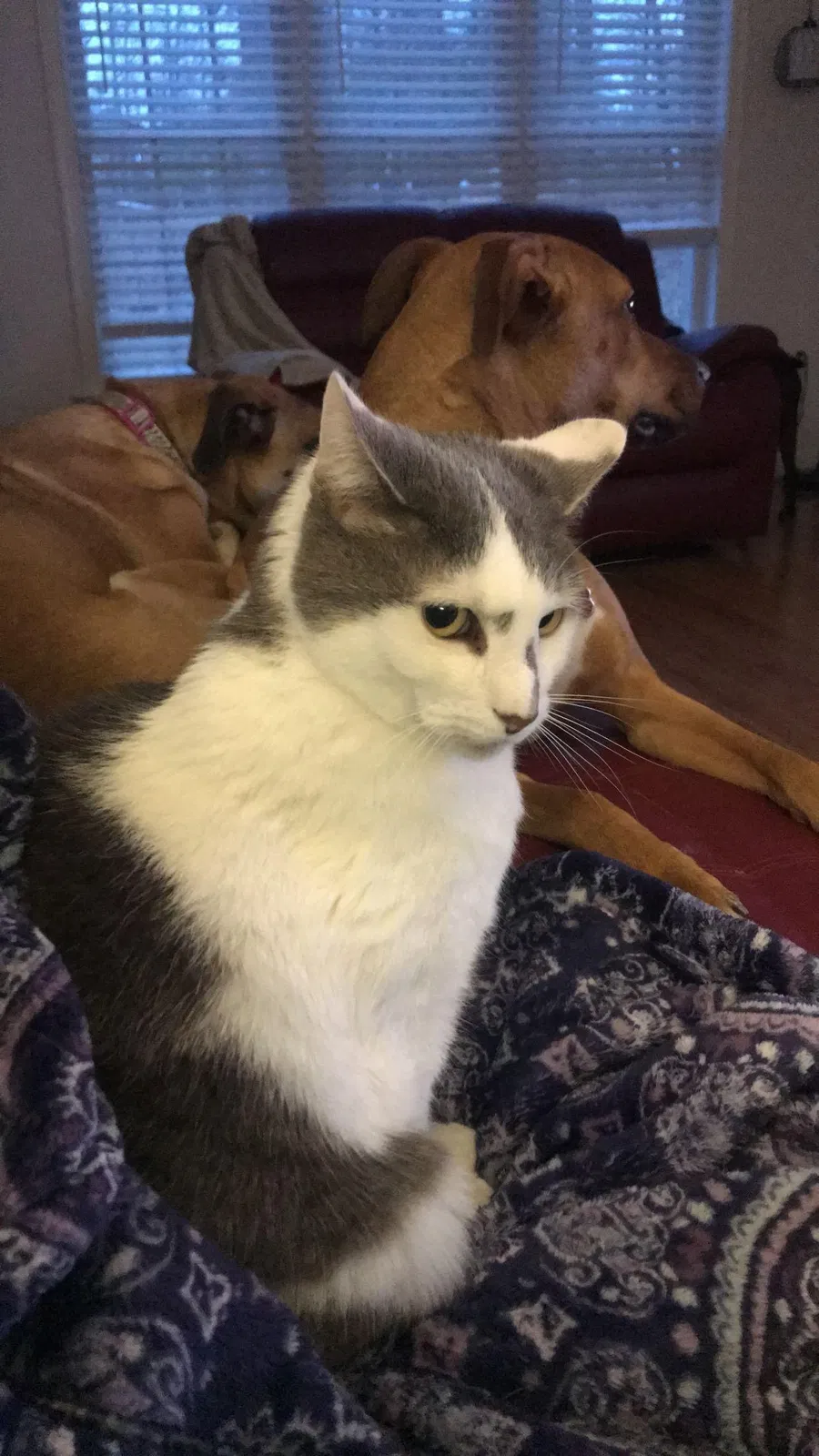 Lost cat in Midlothian, VA, 23114