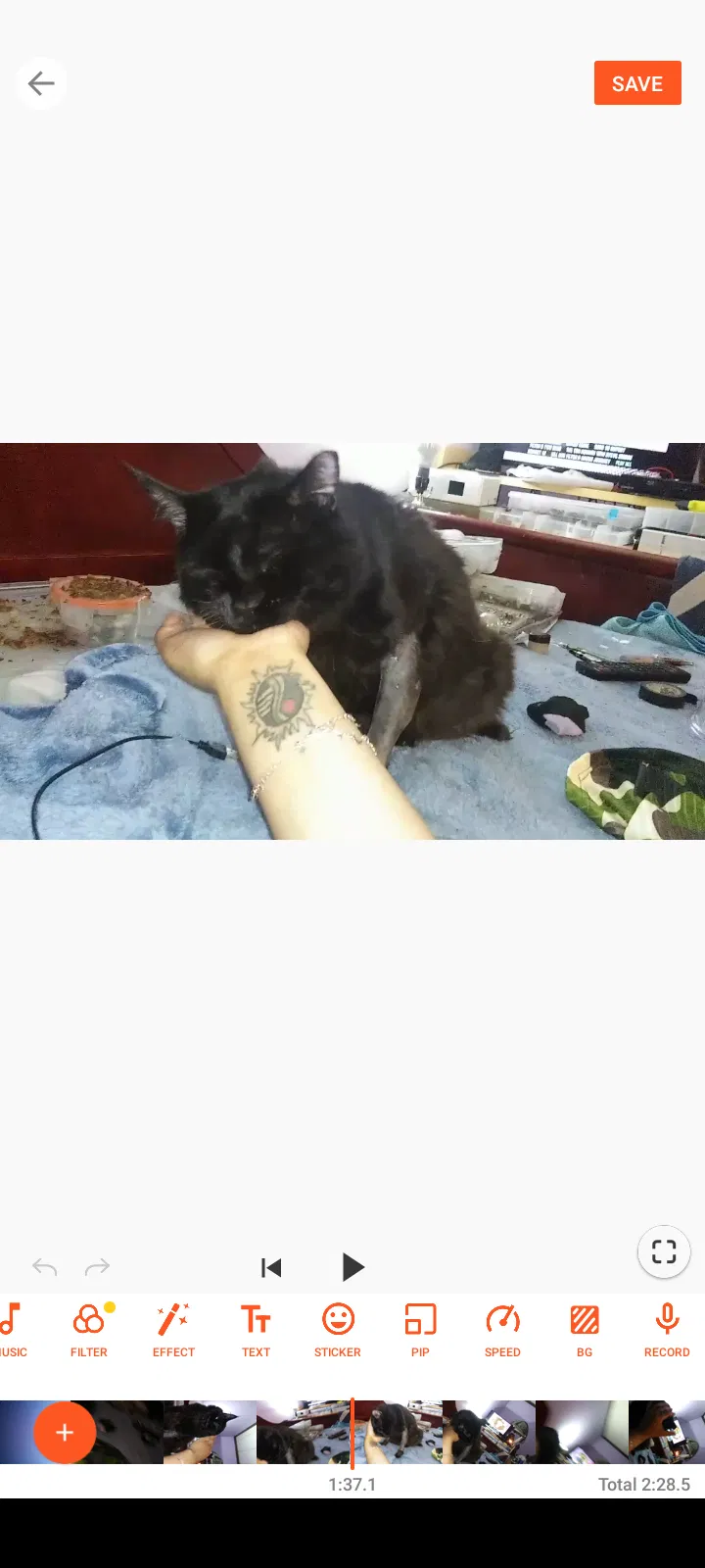 Lost cat in Tacoma, WA, 98424