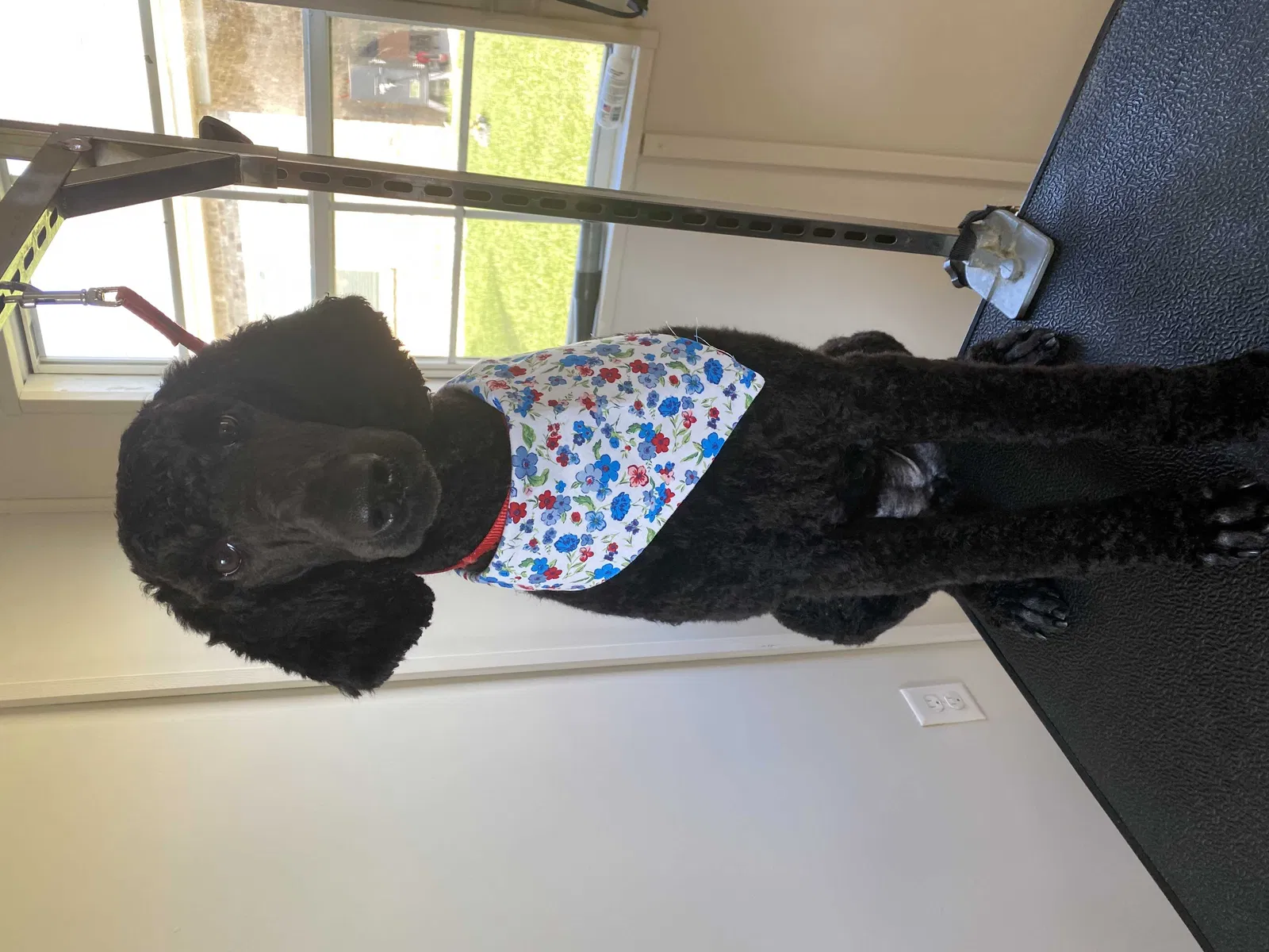 Lost dog in Daphne, AL, 36526