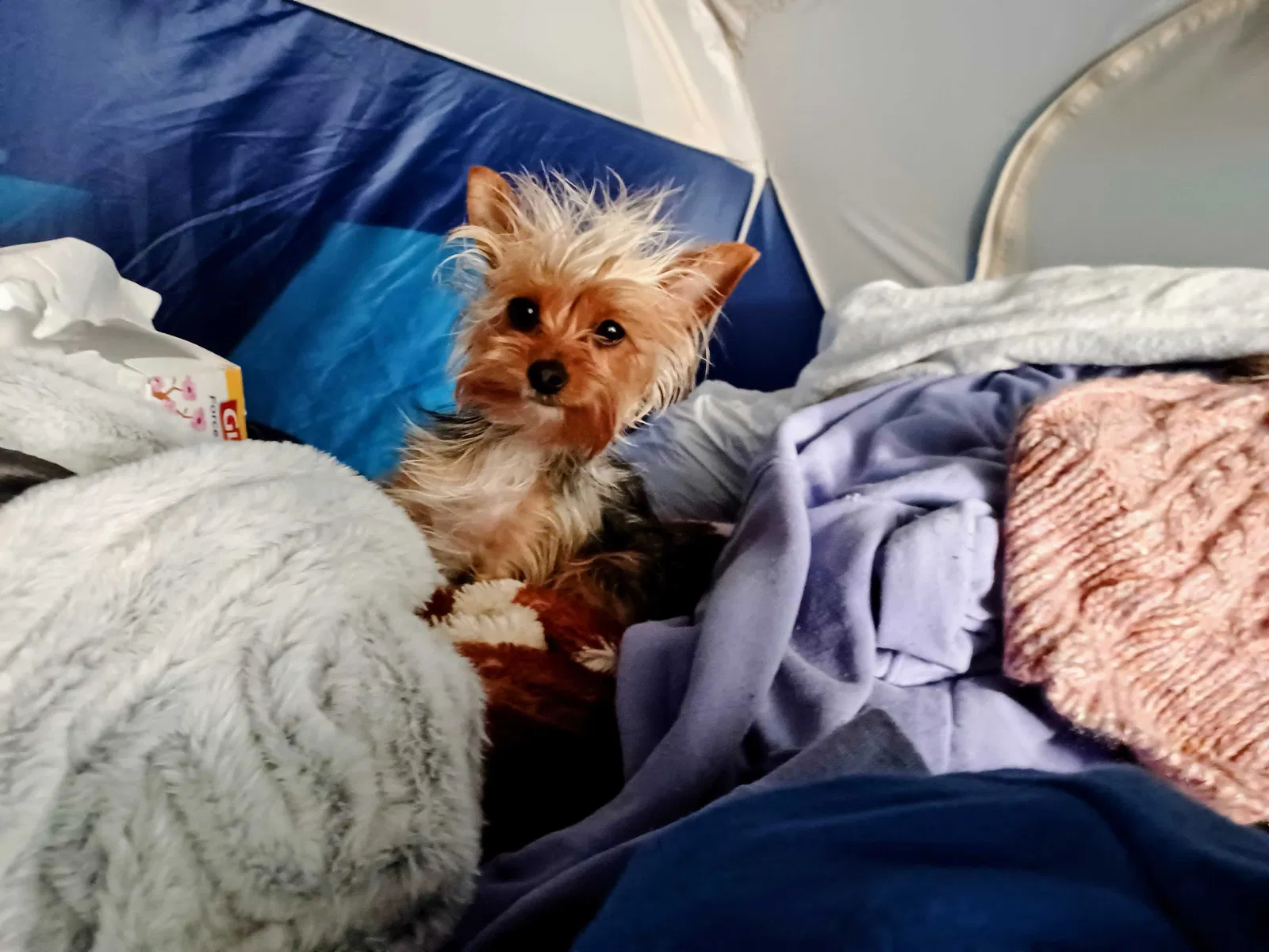Lost dog in Tacoma, WA, 98424