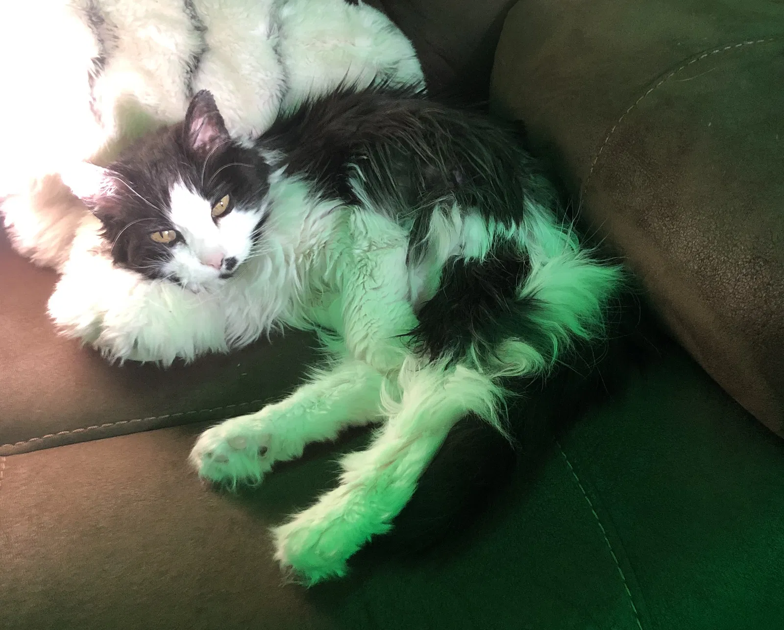 Lost cat in Urbandale, IA, 50322