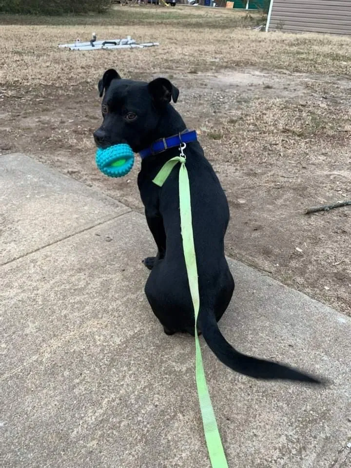 Lost dog in Winston Salem, NC, 27107