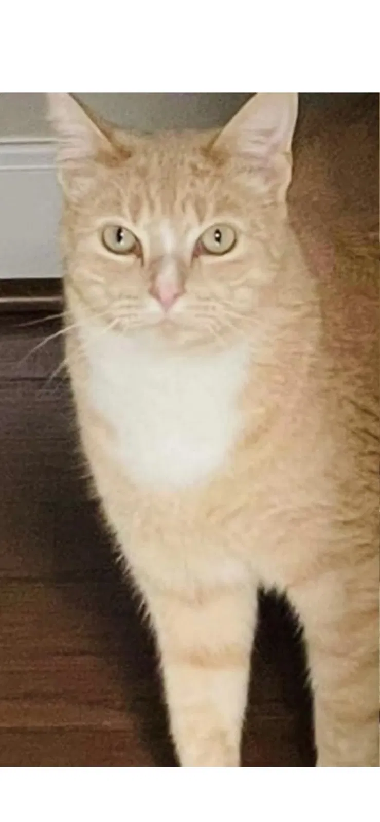 Lost cat in Daphne, AL, 36526