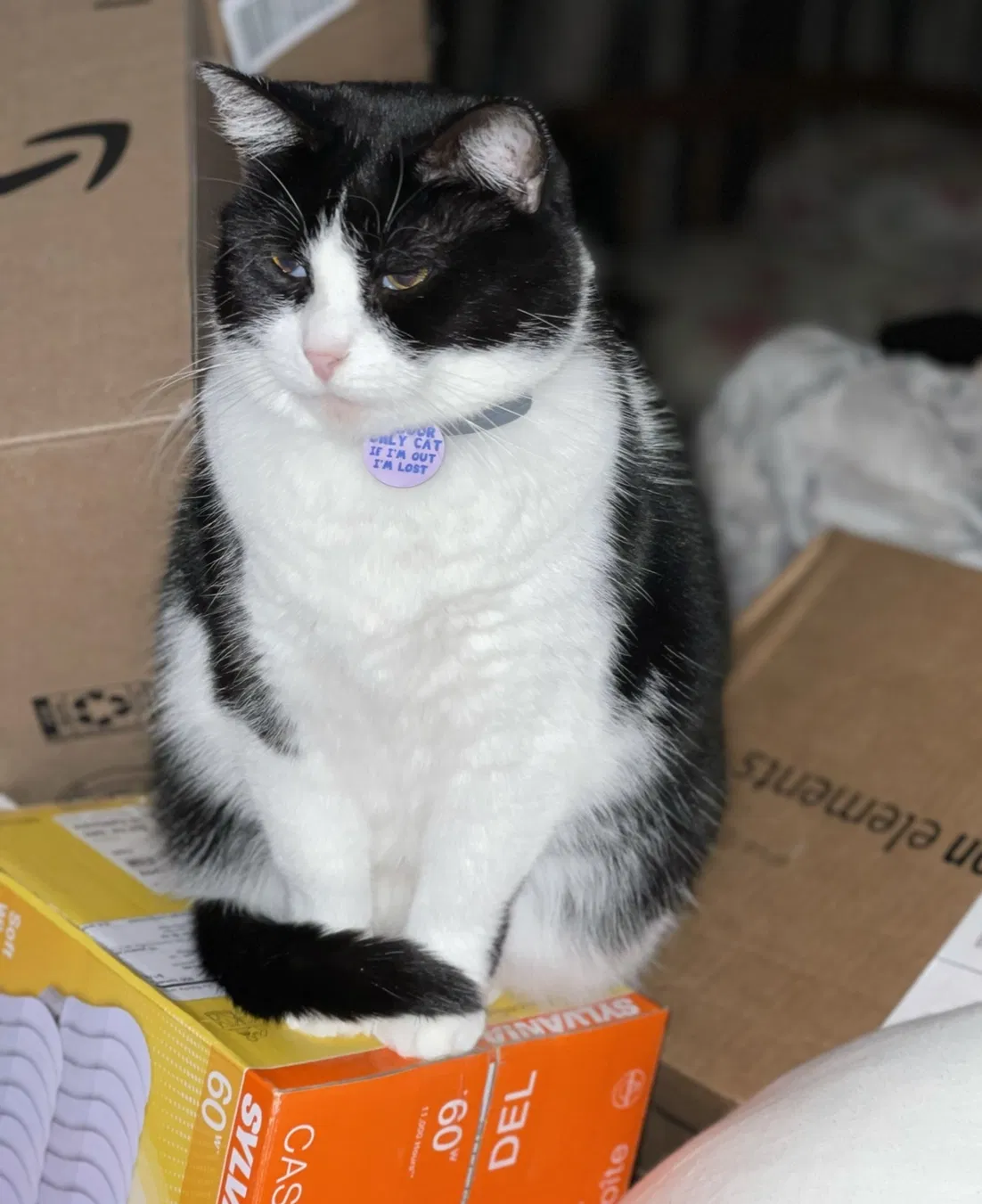 Lost cat in Citra, FL, 32113