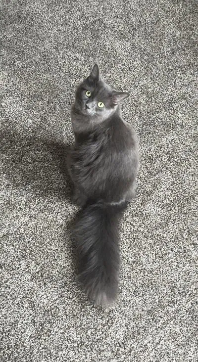 Lost cat in New Baltimore, MI, 48047