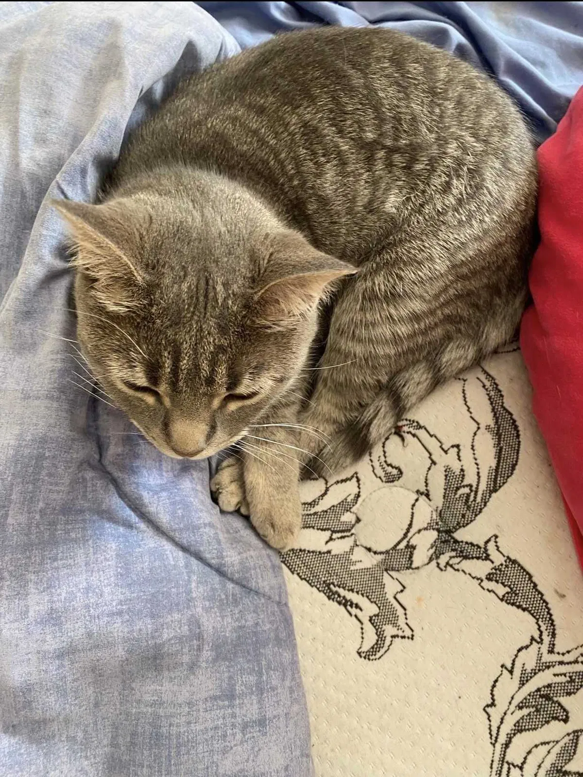 Lost cat in Herndon, VA, 20170