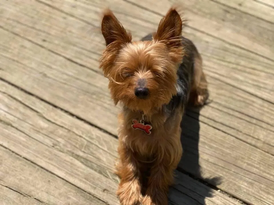 Lost dog in Indianapolis, IN, 46221