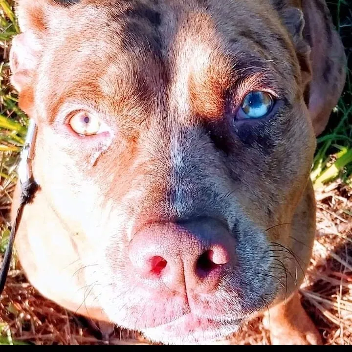 Lost dog in Dover, FL, 33527