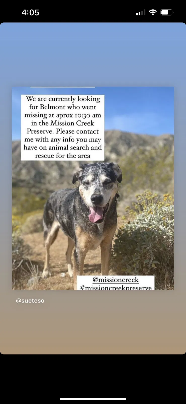 Lost dog in Desert Hot Springs, CA, 92240