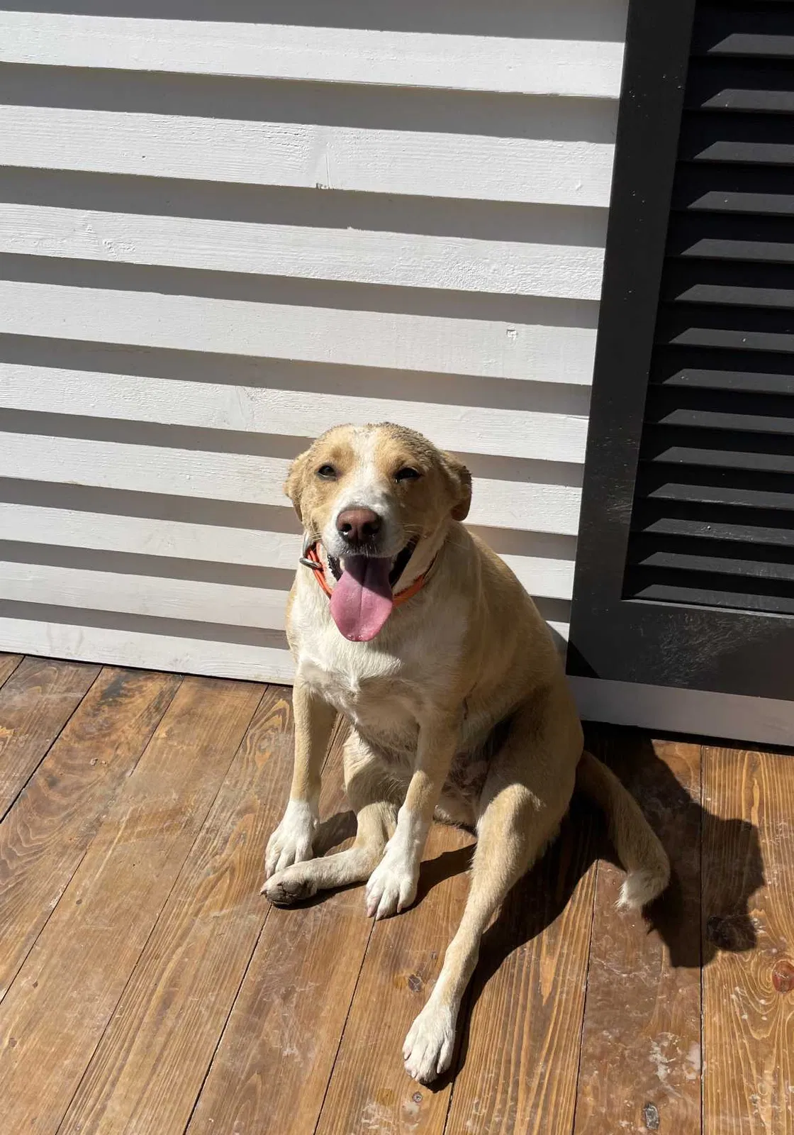 Lost dog in Gunnison, MS, 38746