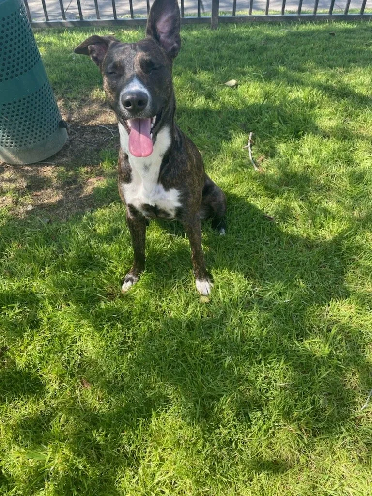 Lost dog in Fairfield, CA, 94533