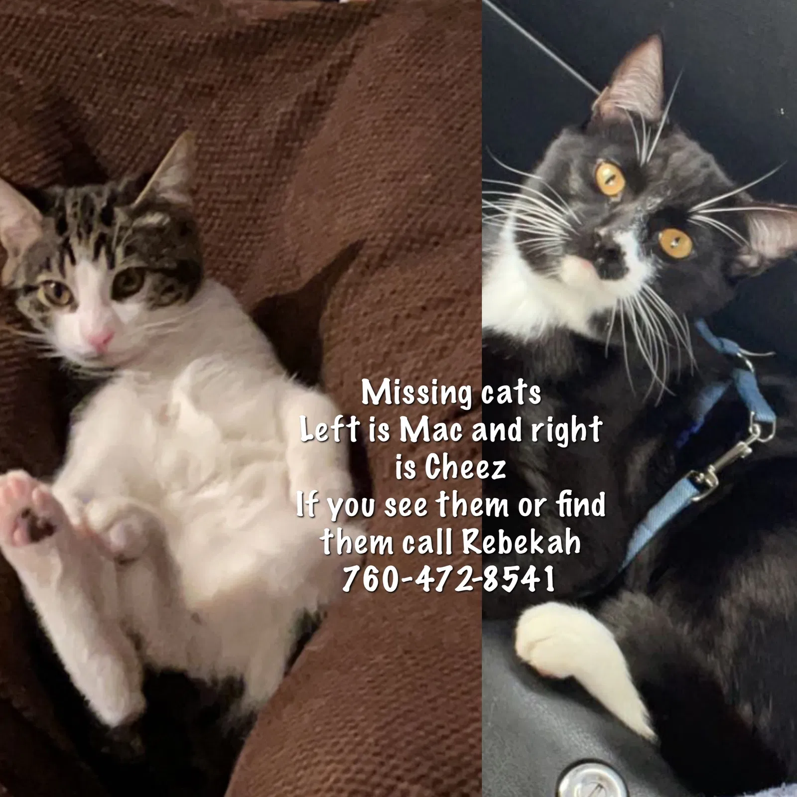 Lost cat in Oceanside, CA, 92057
