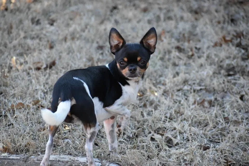 Lost dog in Duncan, OK, 73533