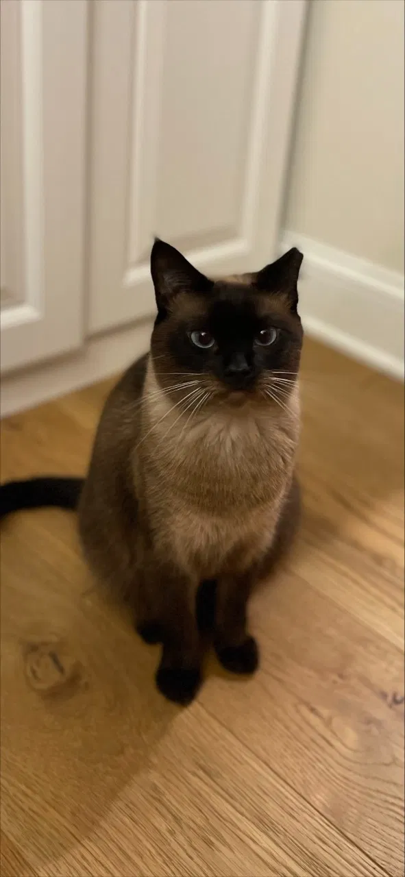 Lost cat in Charlotte, NC, 28211